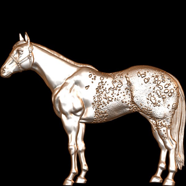 Appaloosa